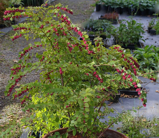 Coralberry-plant