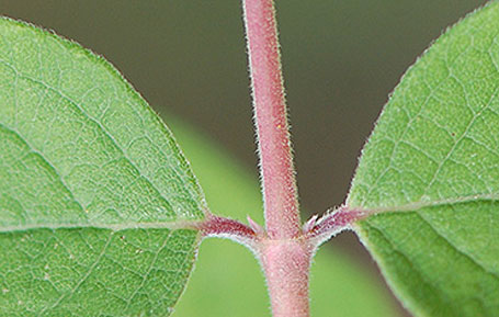 Immature-Stem-of-Coralberry