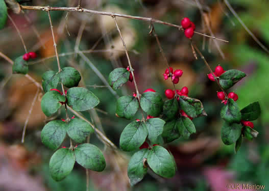 Leaves-of-Coralberry