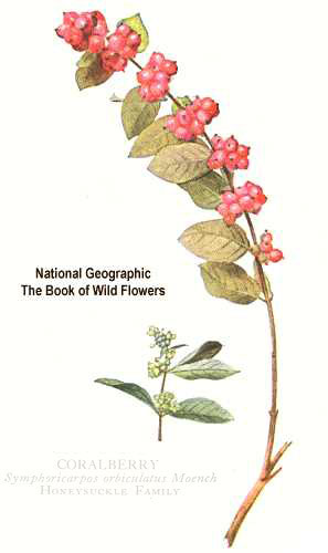 Plant-Illustration-of-Coralberry
