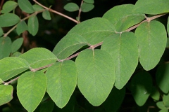 Closer-view-of-leaves-of-Coralberry