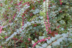 Coralberry-plant-growing-wild