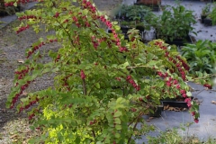 Coralberry-plant