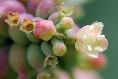 Flower-of-Coralberry