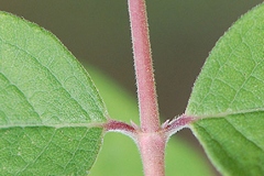 Immature-Stem-of-Coralberry