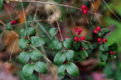 Leaves-of-Coralberry