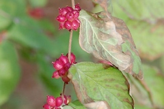 Mature-fruits-of-Coralberry