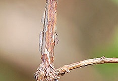 Mature-stem-of-Coralberry