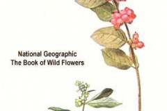 Plant-Illustration-of-Coralberry
