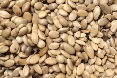 Seeds-of-Coralberry