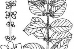 Sketch-of-Coralberry