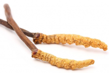 Cordyceps-2