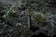 Cordyceps-3