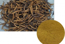 Cordyceps-Powder