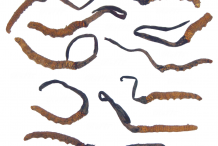 Cordyceps-collection