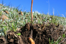 Cordyceps-growing