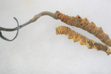 Cordyceps