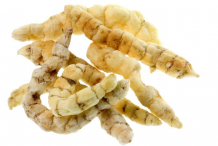 Fresh-Cordyceps