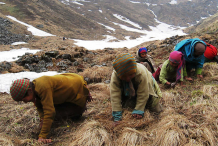 People-searching-for-cordyceps