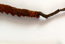 Single-Cordyceps