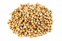 Coriander-seed-collection