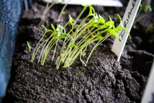 Coriander-seedlings