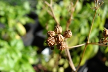 Dried-coriander-seeds