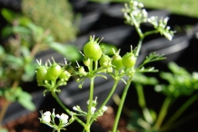 Unripe-coriander-fruit