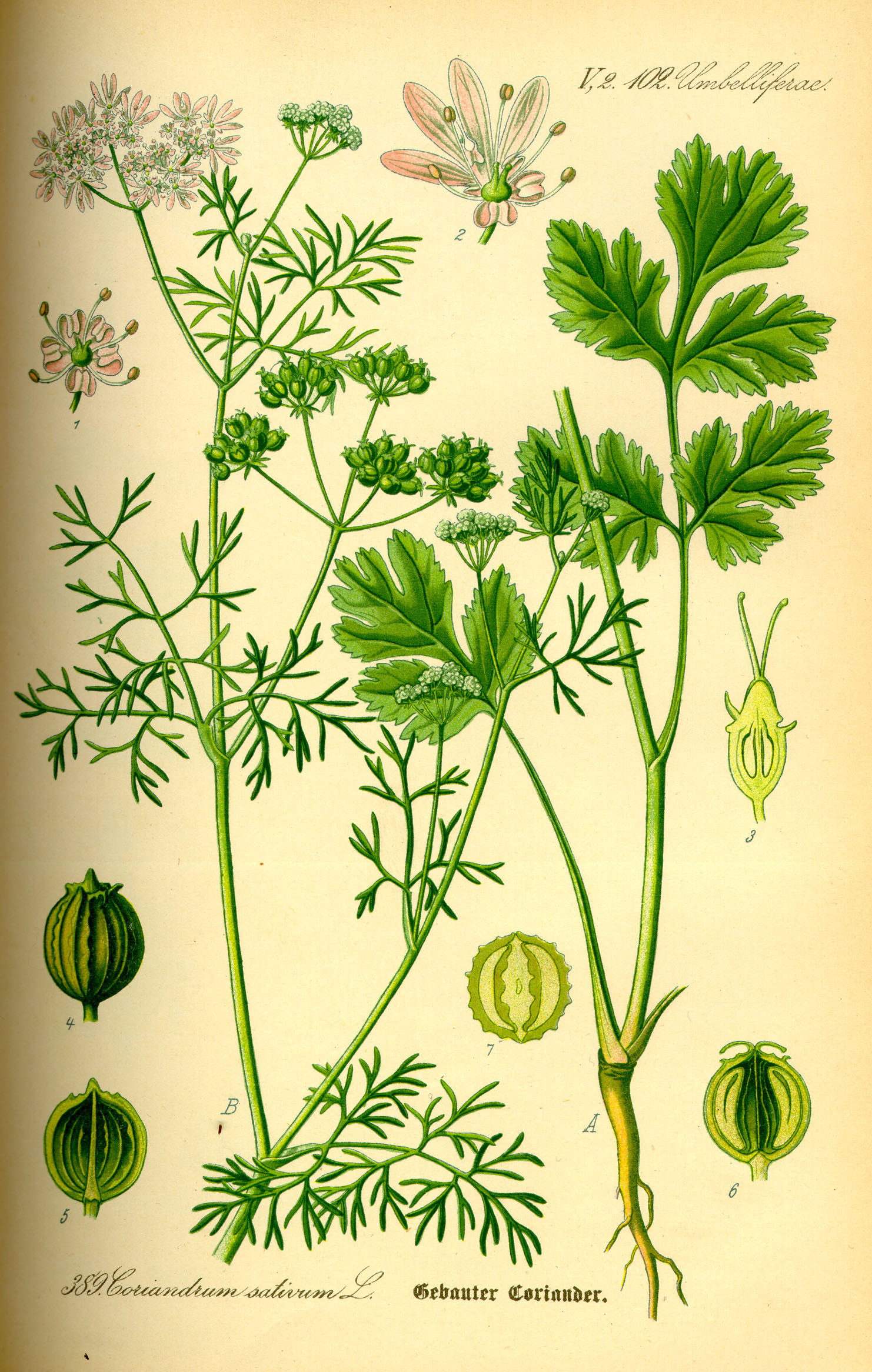 Plant-illustration-of-Coriander