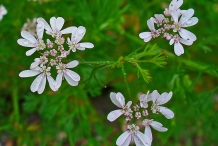Close-up-flower-of-Coriander