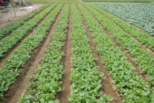 Coriander-farm