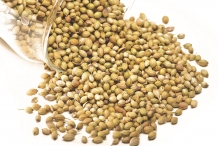 Coriander-seeds