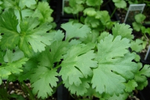 Leaves-of-Coriander