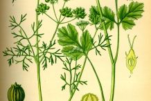 Plant-illustration-of-Coriander
