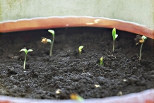 Sprouts-of-Coriander