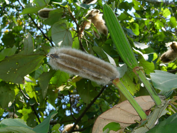 Mature-and-immature-fruits-of-Corkwood