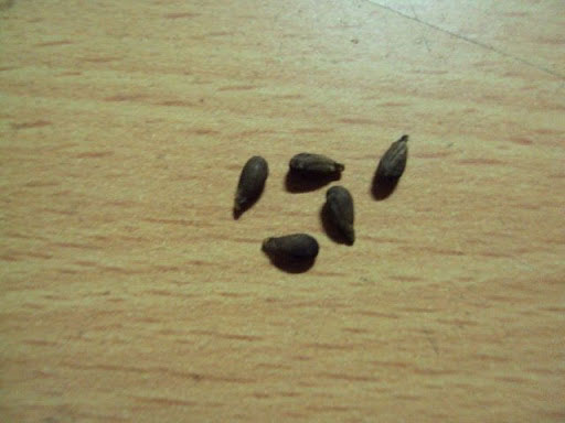 Seeds-of-Corkwood