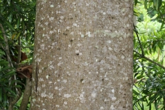 Bark-of-Corkwood