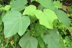 Corkwood-plant-growing-wild