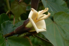 Flower-of-Corkwood