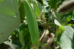 Immature-fruits-of-Corkwood