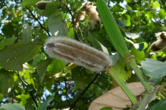 Mature-and-immature-fruits-of-Corkwood