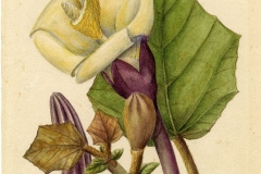 Plant-Illustration-of-Corkwood