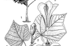 Sketch-of-Corkwood