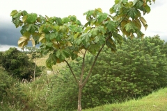 Small-Corkwood-Plant