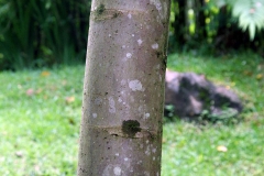 Trunk-of-Corkwood