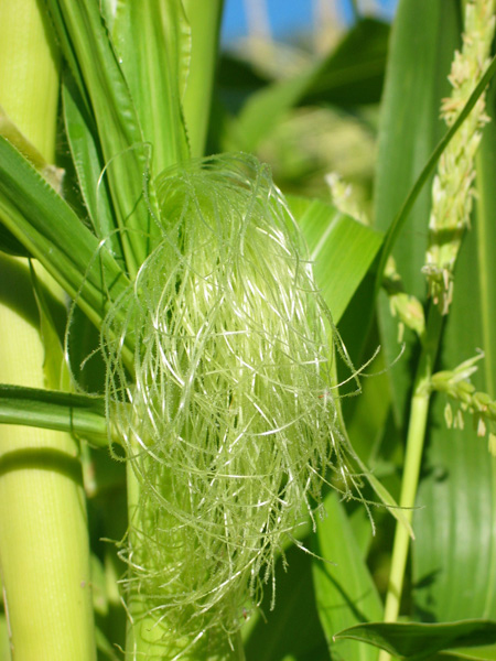 Corn-silk-1