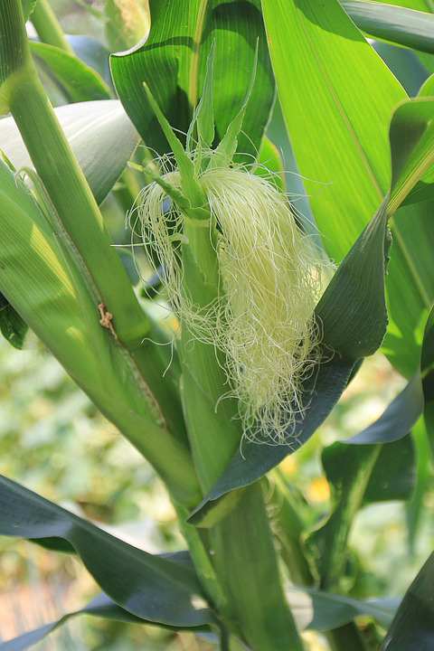 Corn-silk-3