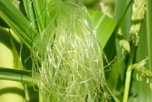 Corn-silk-1