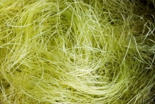 Corn-silk-2